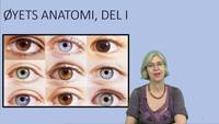 Link til 1 av 2 Øyets anatomi