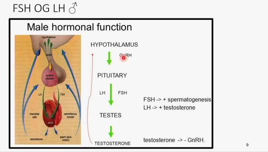 Link til Hormonsystemet 2 av 5 - hypofysens forlapp