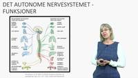 Link til Det autonome nervesystemet - funksjoner