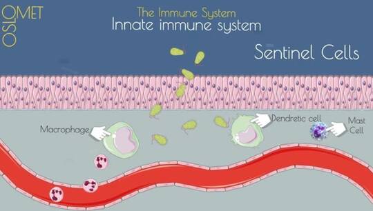 Link til Innate Immune System