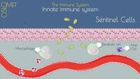 Link til Innate Immune System